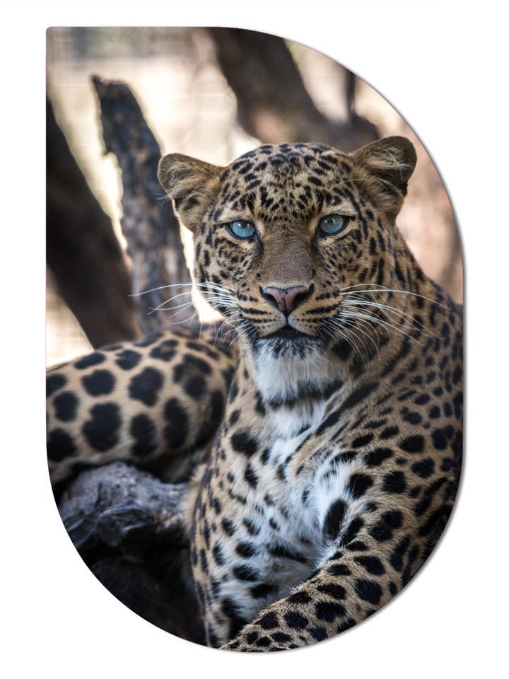 Léopard ScandiArt pour la vente par Label2X B.V.