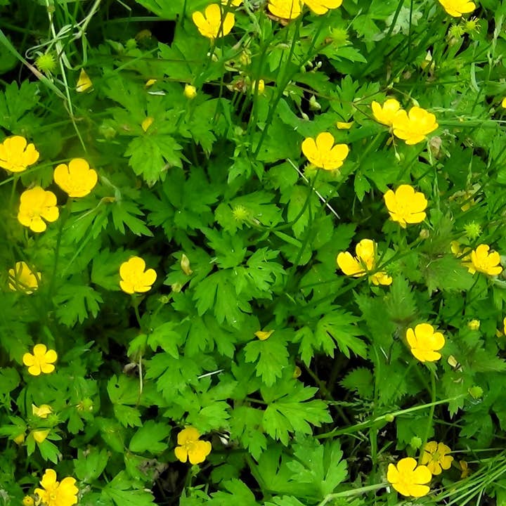 GardenPerspective - Venta al por mayor Plantas naturales - 5 - Hairy Buttercup, planta viva de raíces desnudas, perenne al aire libre