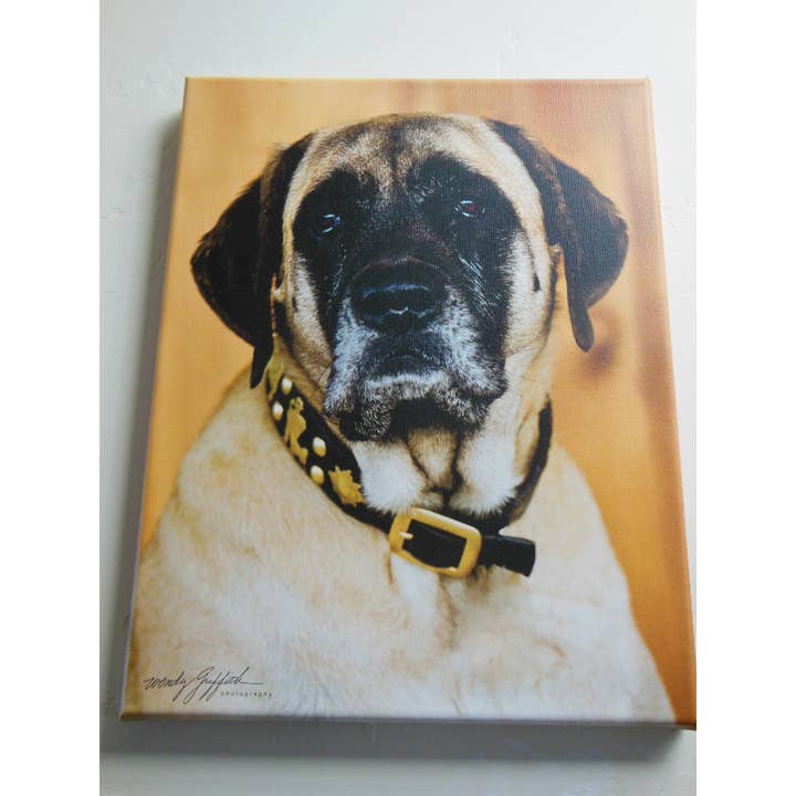 Alpen Schatz – coleira - Cão por atacado – 1 Coleira Grande para Cão Tradicional Suíço de 3/4"5