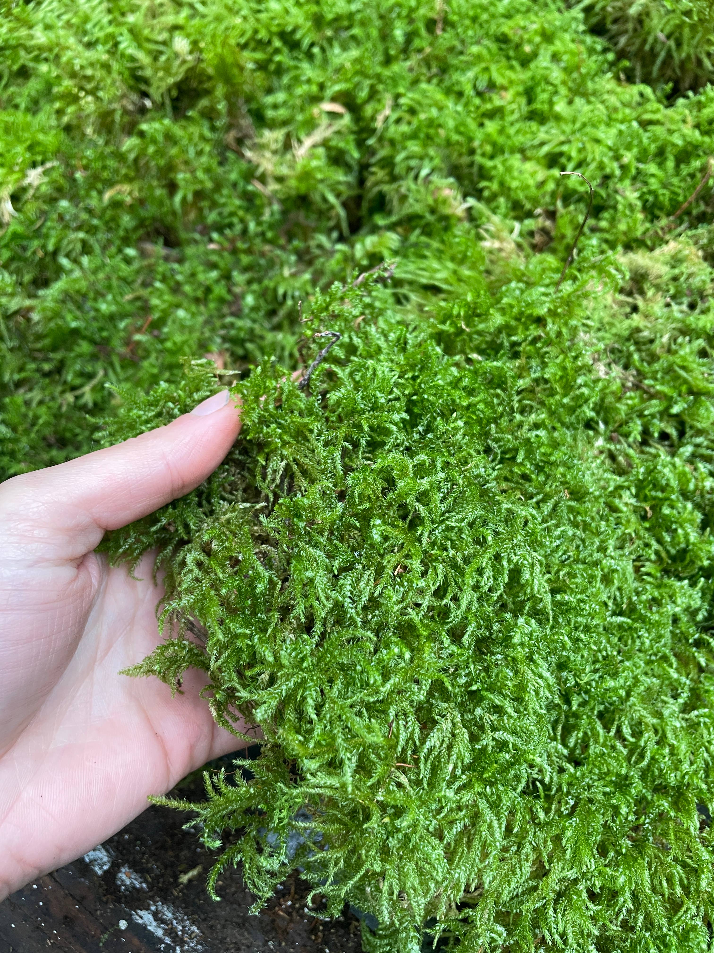 Moss & Stone Gardens – Engroshandel Ægte plante – Levende Tæppe Mos (1-1000 kvadratfod) - Rhytidiadelphus2