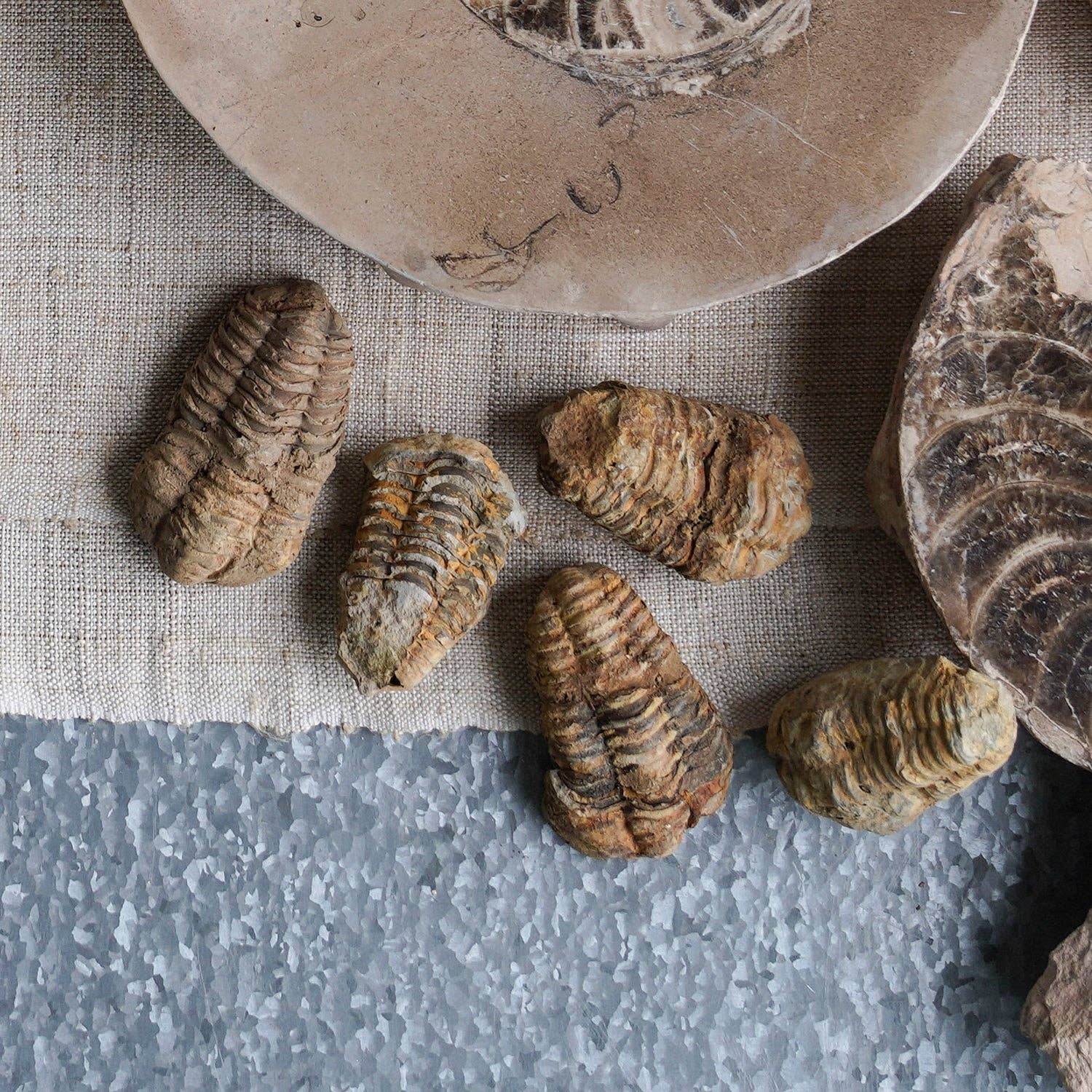Blue Ocean Traders - Wholesale Decorative Tabletop Object - Rough Trilobite Fossil1