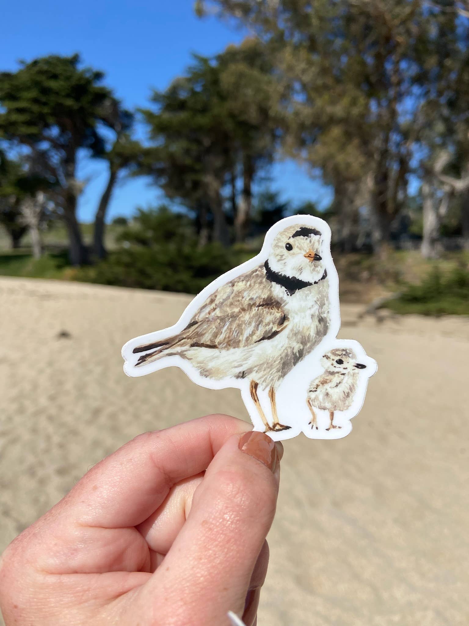 Brush & Bark - Wholesale Sticker - Piping Plovers Sticker1