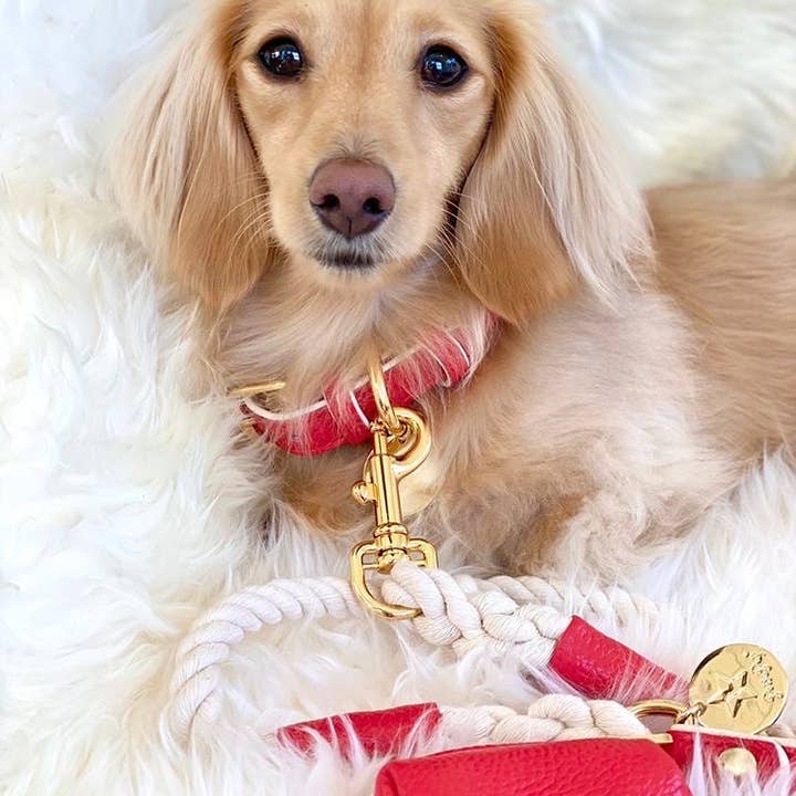 PoisePup - Wholesale Pet Collar - Dog - COLLAR - MELTING HEARTS3