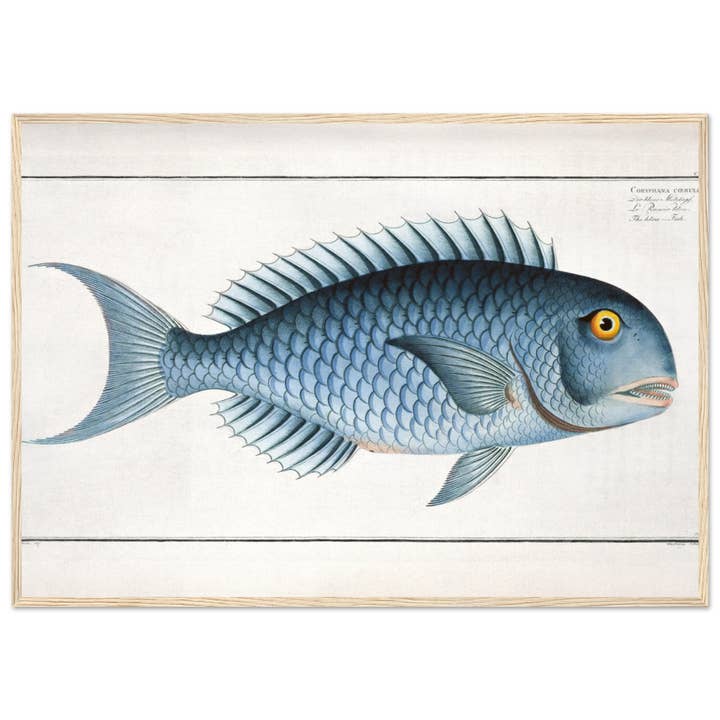 Maison de Paloma - Wholesale Art Print - Coryphaena coerulea1