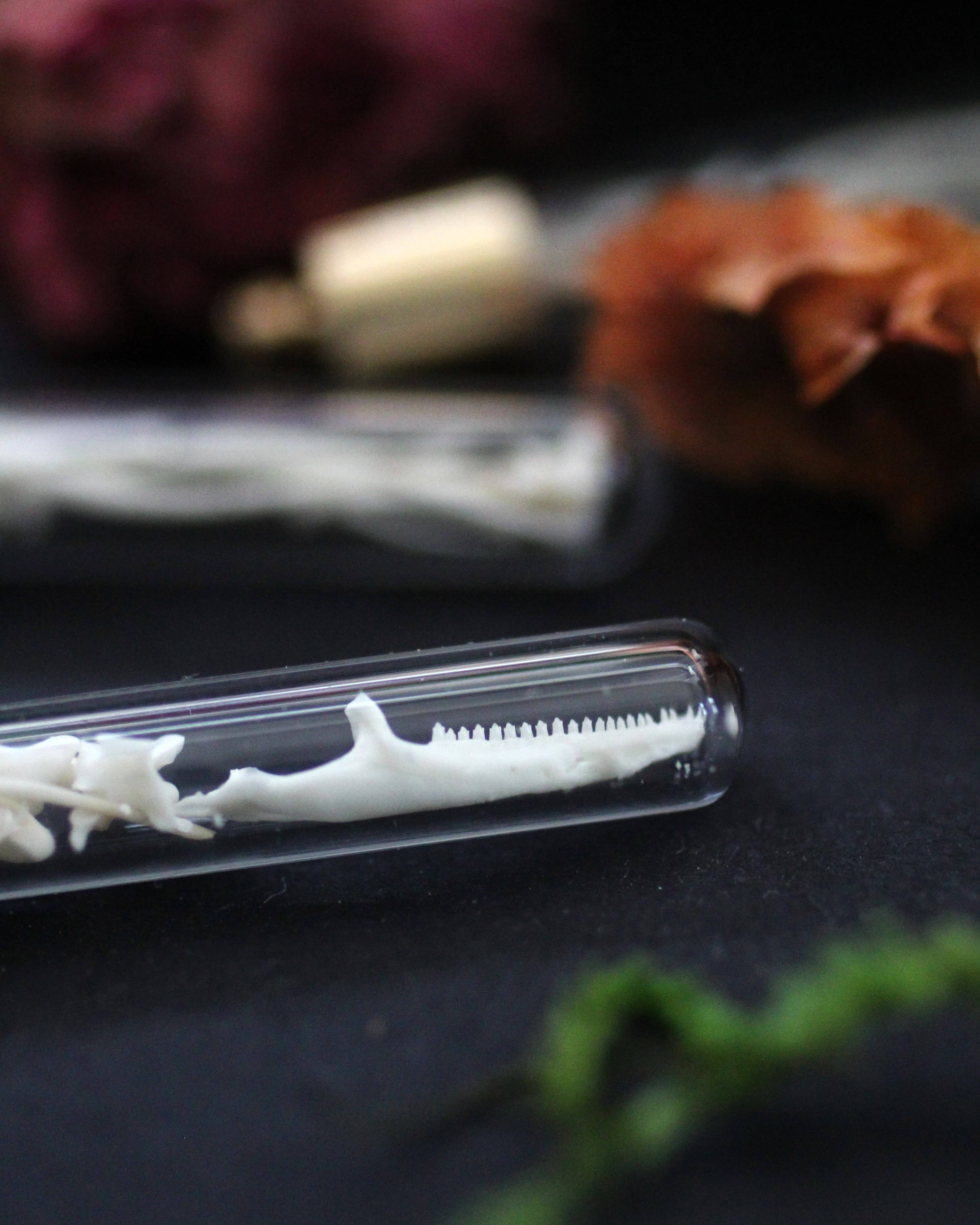 Kitty Bomb Curios - Wholesale Pendant/Charm Necklace - Bone Vial Necklaces | Oddities jewelry mini glass jar teeth1