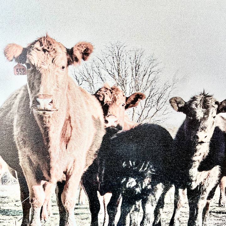 Simply Stained Shop - Wholesale Sign - Black and Red Angus cows Calf Farm Animal3