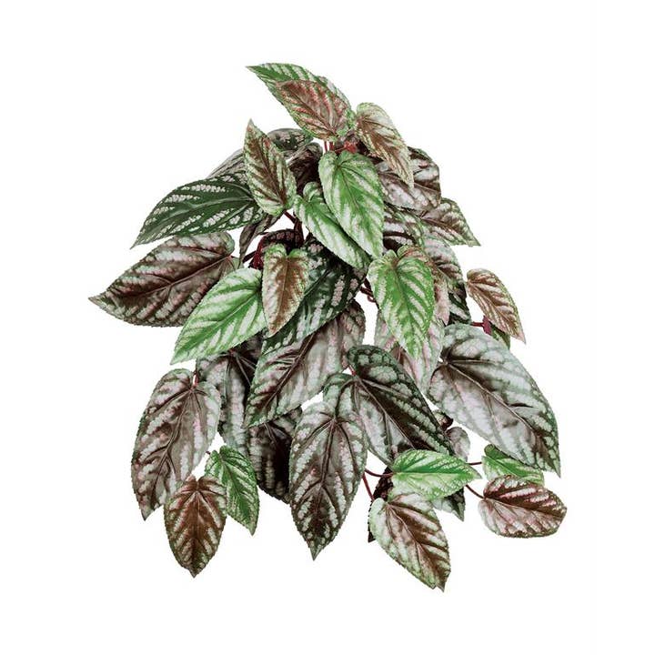 Select Artificials, Inc. - Wholesale Artificial Plant - Sm. Red Back Cissus Discolor, w/42lvs, 20", Red/Burg/Green