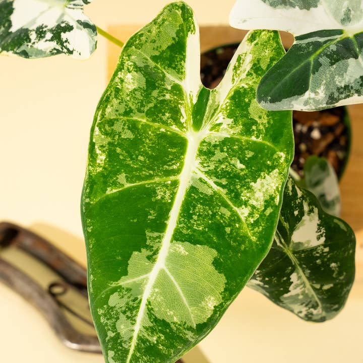 BWH Plant Co - Wholesale Live Plant - 4" Variegated Alocasia 'Frydek'