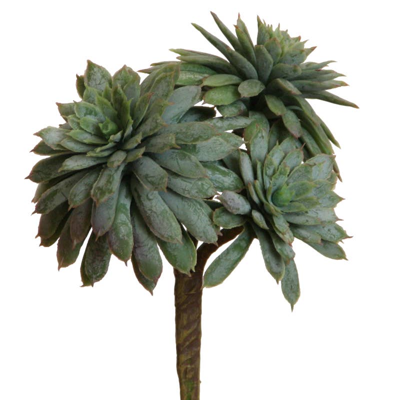 Floratexx - Wholesale Succulent - Succulent 16 cm green x30