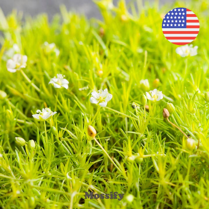 Mossify - Wholesale Plant Seeds - Premium Fast Growing Irish Moss Seed - Sagina Subulata Seeds