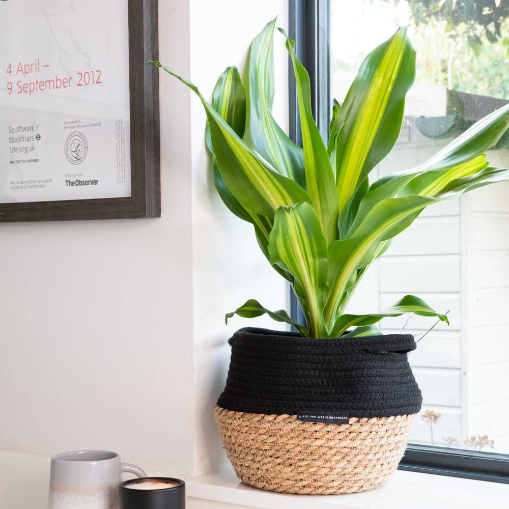 The Little Botanical – wholesale Live plant – Dracaena Deremensis (Lemon Lime)15