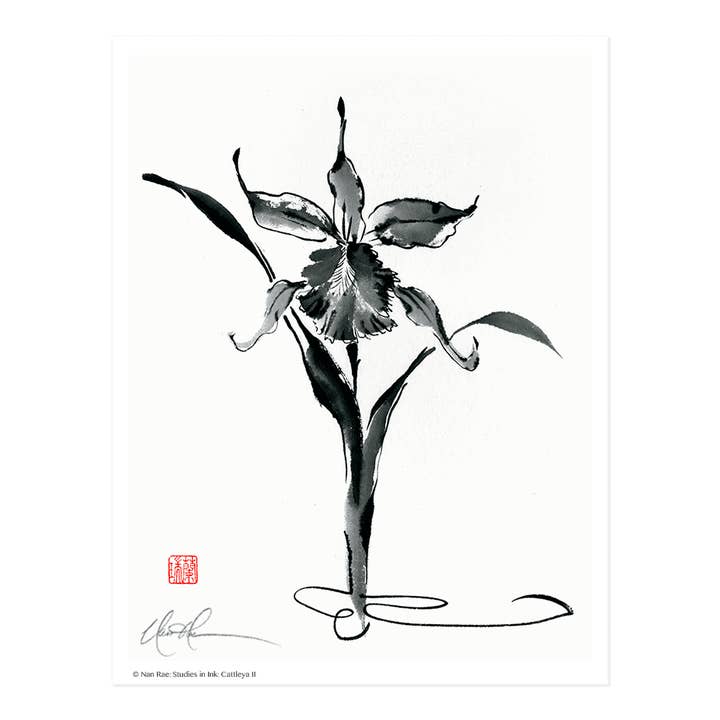 Studier i bläck: Cattleya II för wholesale av Nan Rae Studio