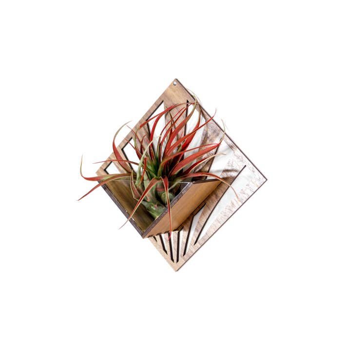 LIGHT RAZOR DESIGN STUDIO - Wholesale Wall planter - Air Plant Holder / Quadrate Wall Hanging Planter 214