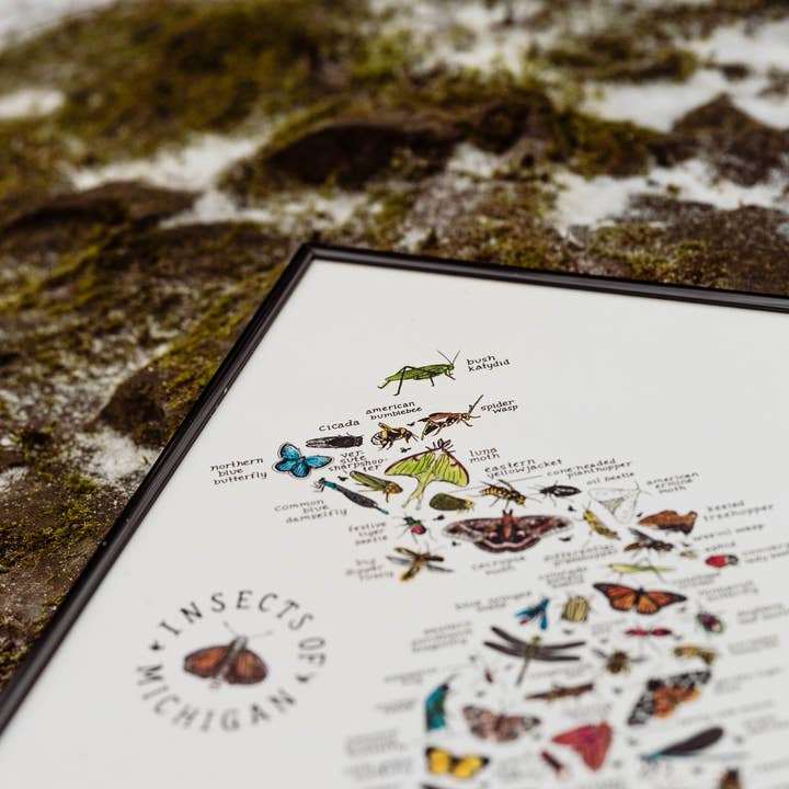 Home Squirrel - Wholesale Art Print - Insects of Michigan Watercolor Art Print 1