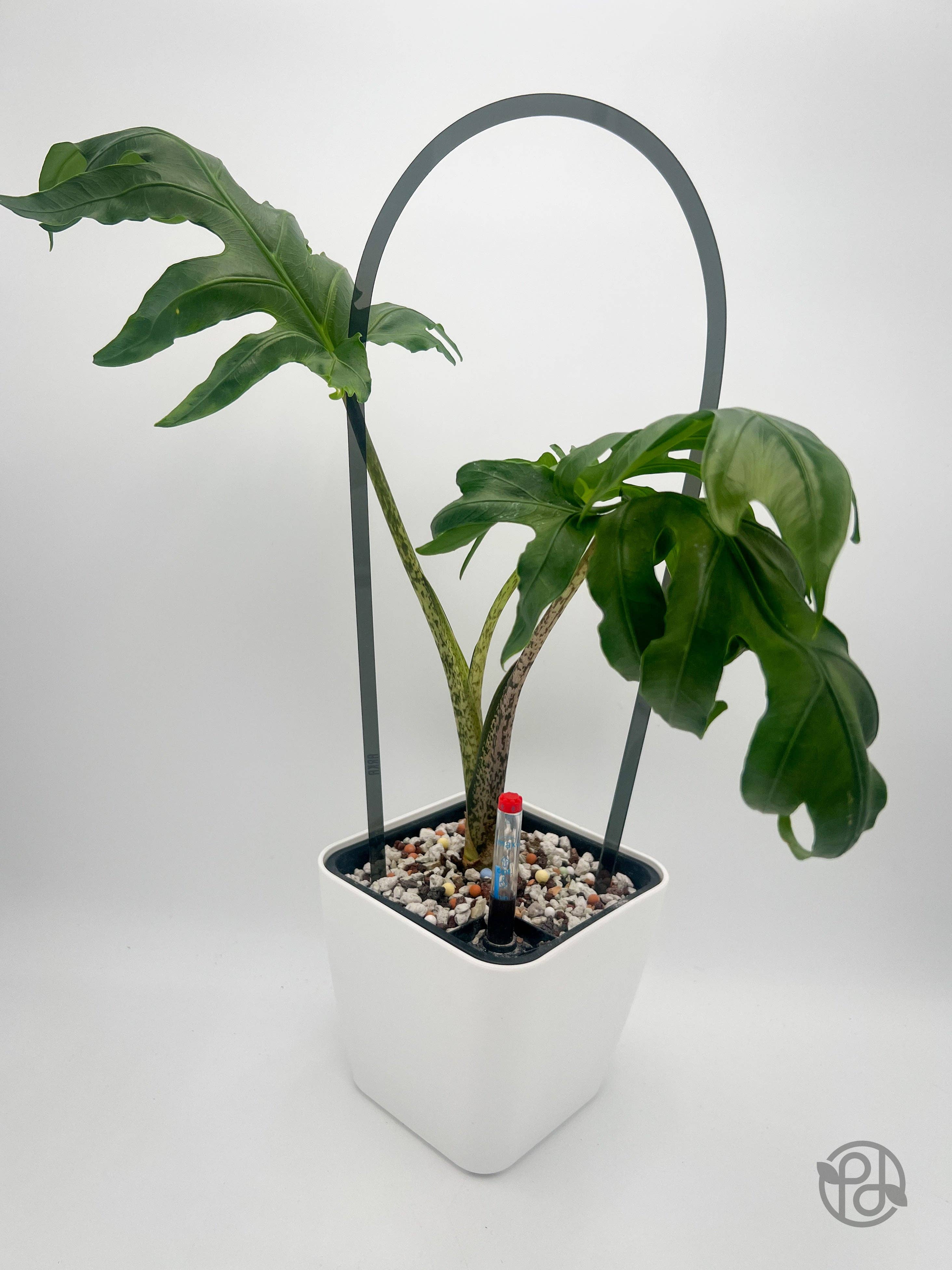 Propagation Diaries - Wholesale Plant Pot - 6" Self Watering Moo Pot7