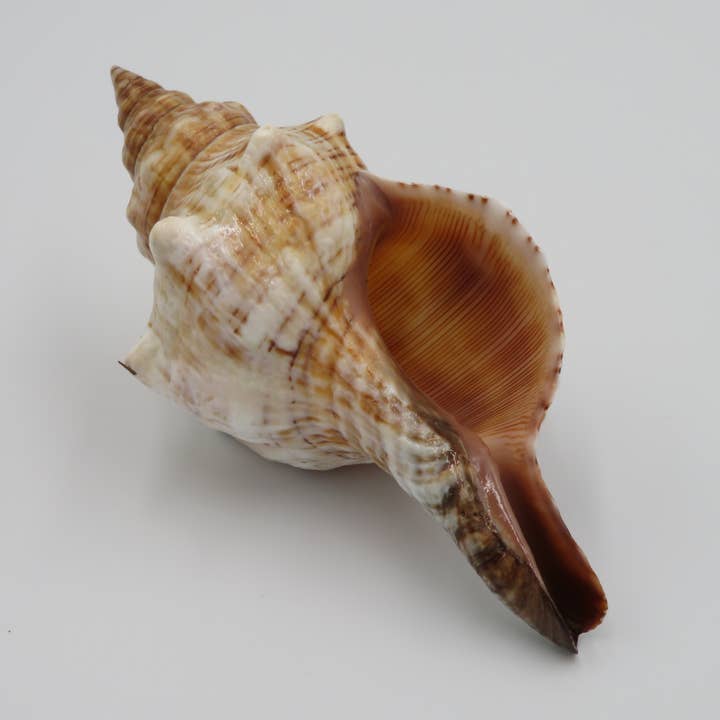 Onem - snäcka - dekoration - snäckor - kust - strand för wholesale av Product Import Holland