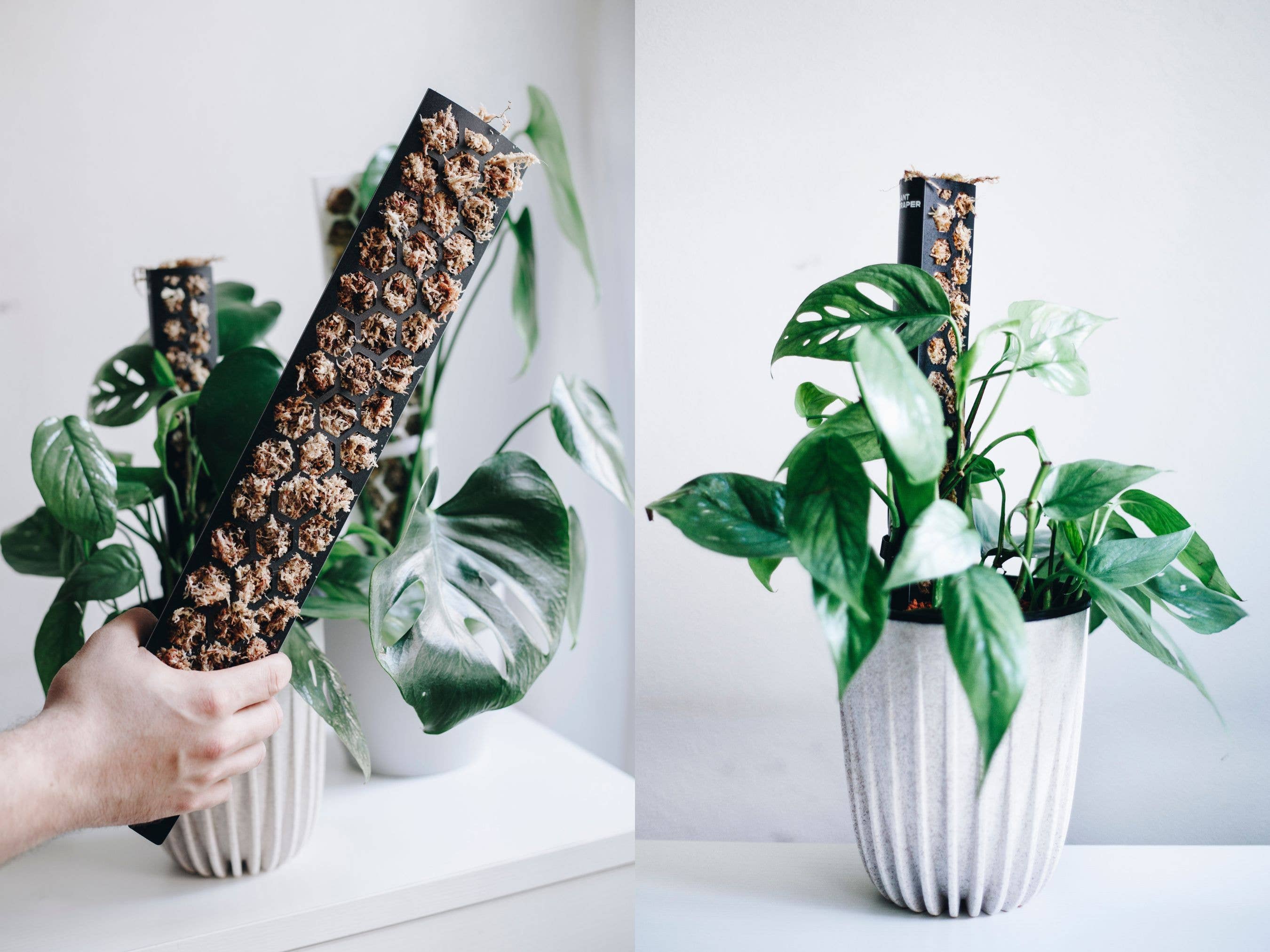 PlantScraper - Wholesale Trellis - Extendable D Shaped Moss Pole for Climbing Houseplants1