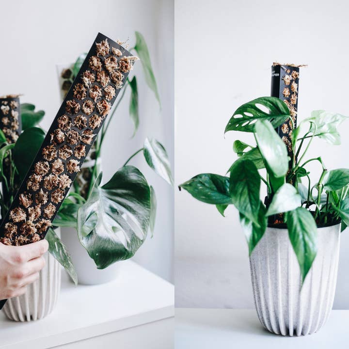 PlantScraper - Wholesale Trellis - Extendable D Shaped Moss Pole for Climbing Houseplants1