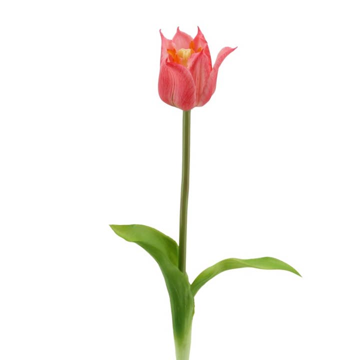 „Soft Touch“ krontulipan 46 cm skønhed for engroshandel hos Floratexx