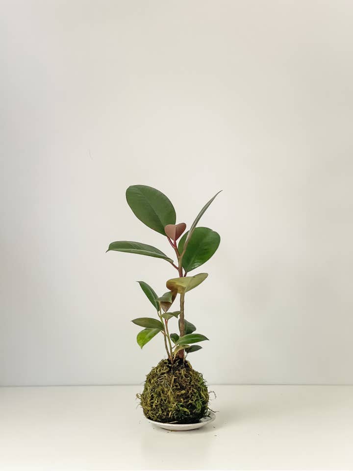 Rubber Plant - Burgandy (House Plant Wrapped in Moss) for wholesale by White Stable Farms