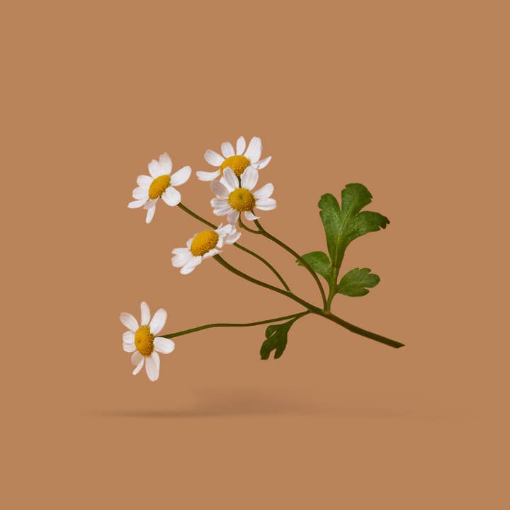 Gatherwise - Wholesale Eye Cream/Gel - Serious Eye Oil and Wrinkle Prevention7