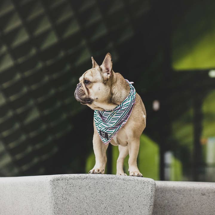 Fibi & Karl - Wholesale Pet Bandana - Dog - FK Beltington Power Dog Scarf Pink2