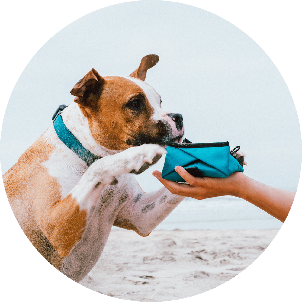 Wildebeest - Wholesale Pet Bowl - Cat/Dog - Montara Pop-Up Travel Dog Bowl6