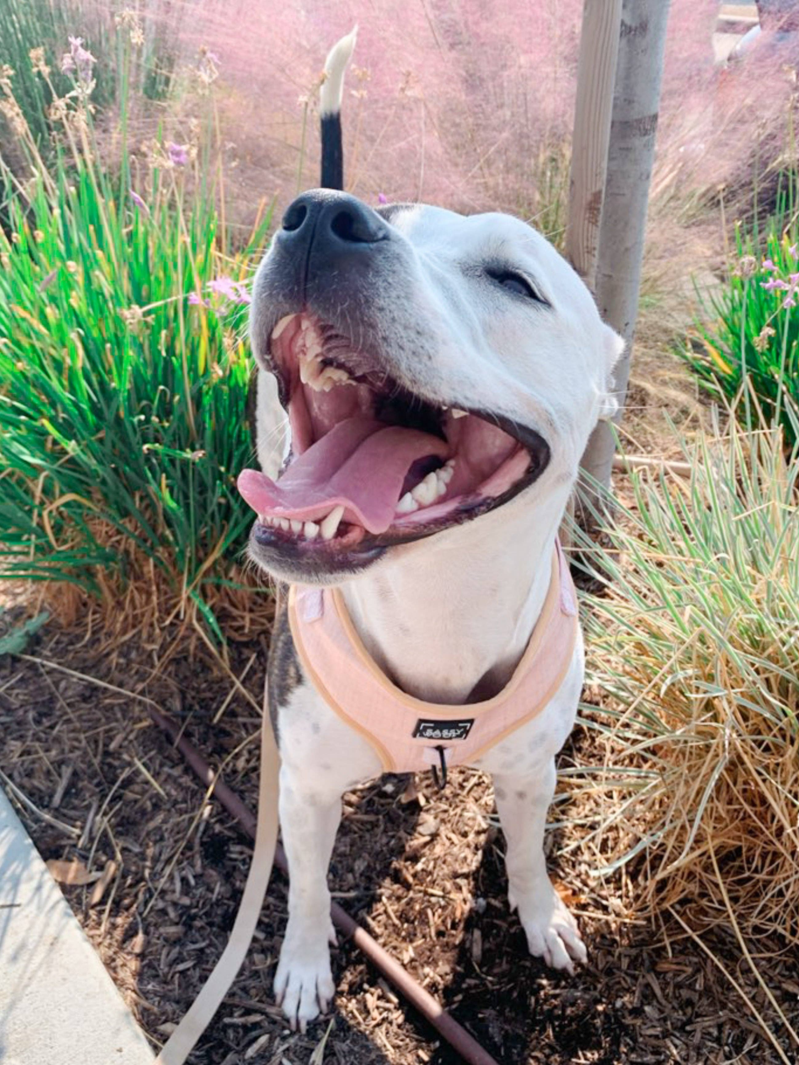 SASSY WOOF - Wholesale Pet Harness - Dog - Dog Adjustable Harness - Pinot14