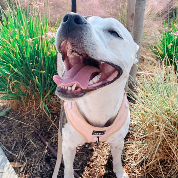 SASSY WOOF - Wholesale Pet Harness - Dog - Dog Adjustable Harness - Pinot14