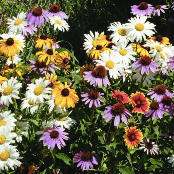 Bentley Seed Co. - Wholesale Plant Seeds - Wildflower, Perennial Wildflower Mix Seed Packets2