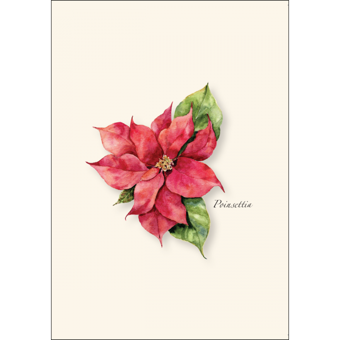 Earth Sky + Water - Wholesale Everyday Greeting Card - Poinsettia1