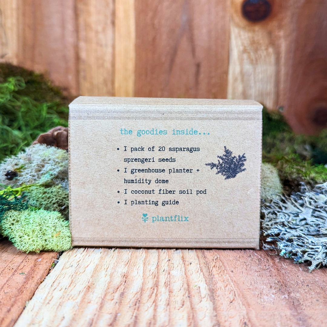 Plantflix - Wholesale Plant Seeds - Houseplant Seed Kit 4