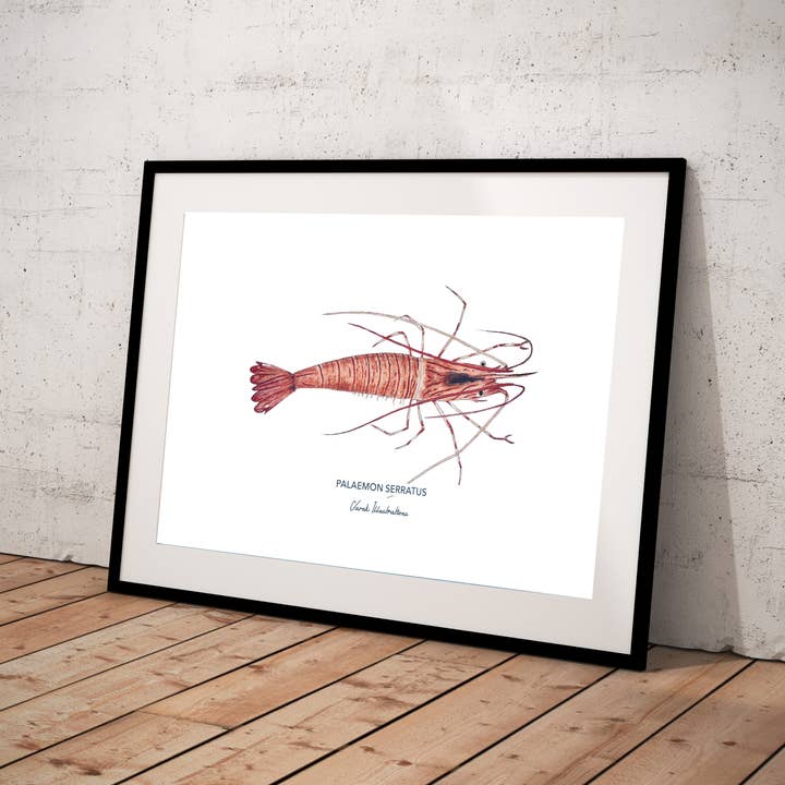 Varek Illustrations - Wholesale Poster - Pink shrimp poster for marine wall decoration3