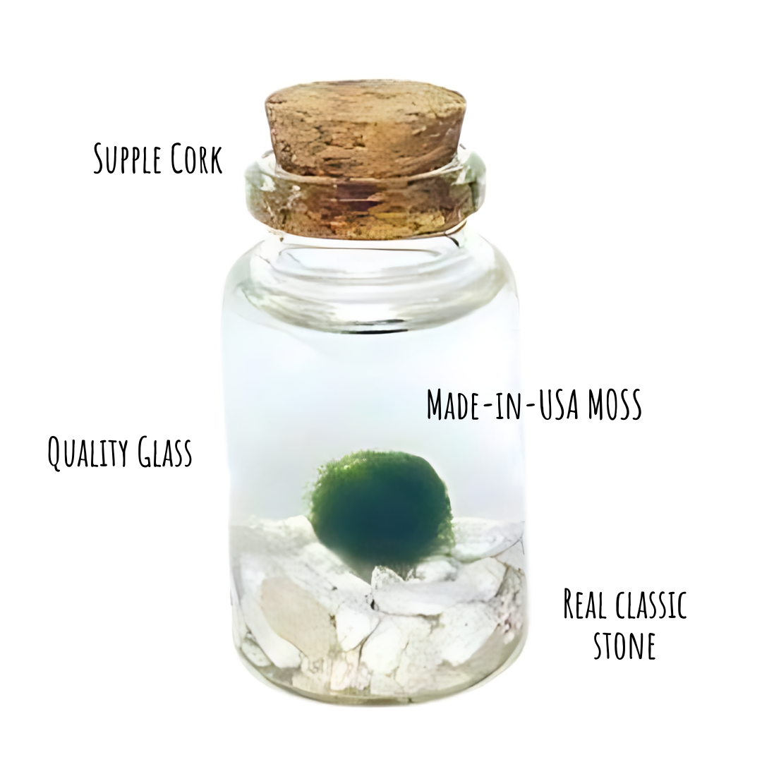 Moss Amigos | Moss Ball Terrariums - Wholesale Live Plant - Classic Tiny Marimo Moss Ball Terrarium4