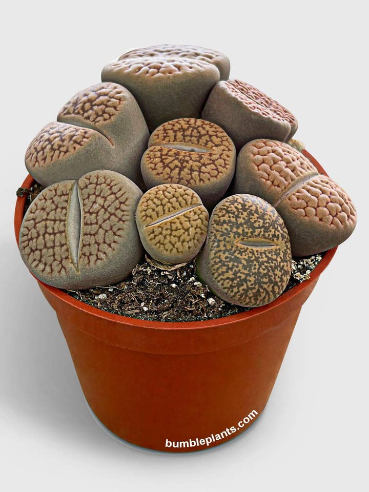 Lithops Living Stones Succulent for wholesale by Bumble Plants
