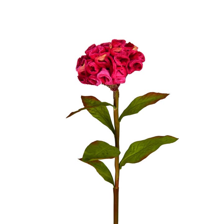 Celosia Stem - 24 Inch - Roze voor wholesale door Mills Floral Company