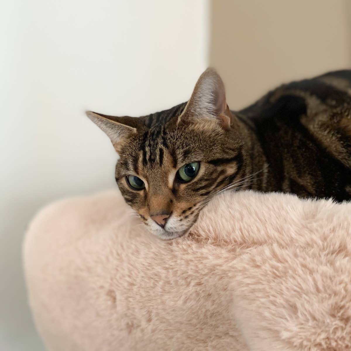 Hoopo - Wholesale Pet Bed - Cat - Flip Cat bed6