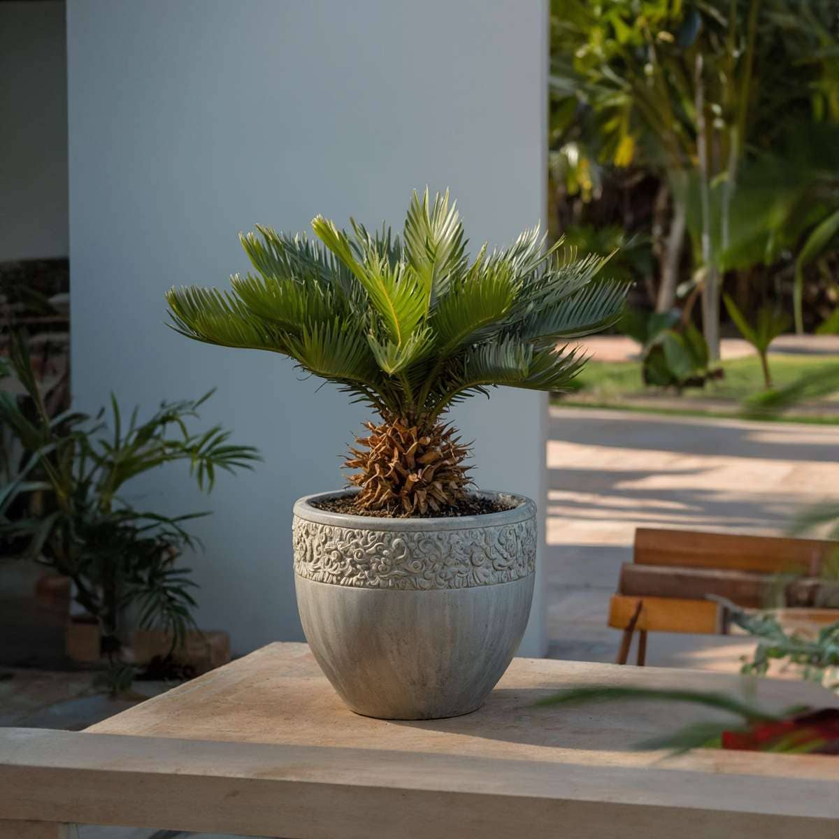Oasis of Life – wholesale Levande växt – Sagopalm – 2 växter – Cycas Revoluta – Höjd 45–60 cm – Ø15 cm – Exotisk inomhus- och krukväxt – Ädel palm med glänsande blad – Inklusive växtnäring1