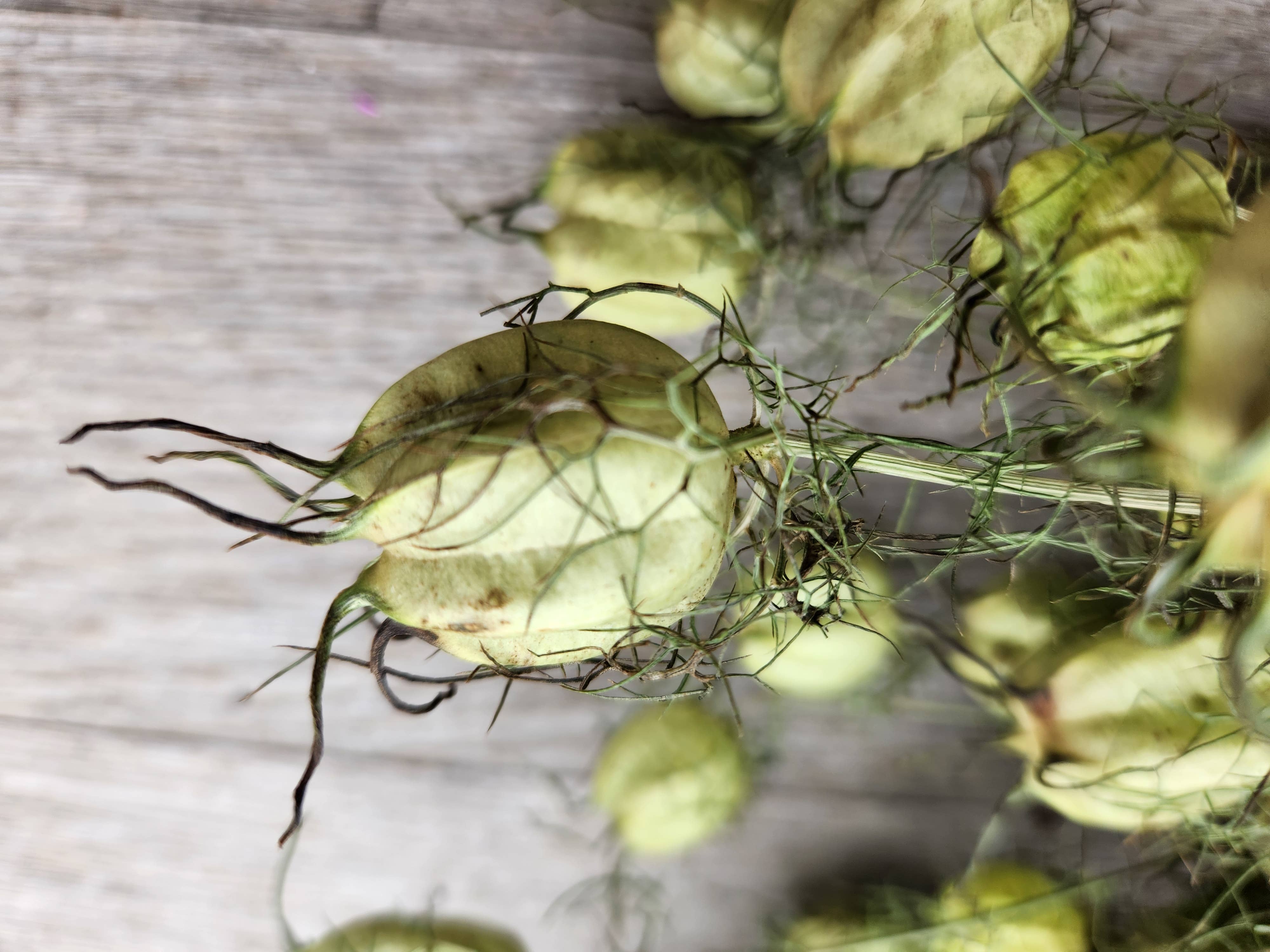 Alissas Flower Farm - Wholesale Dried/Pressed Flowers - Pods:  Nigella1
