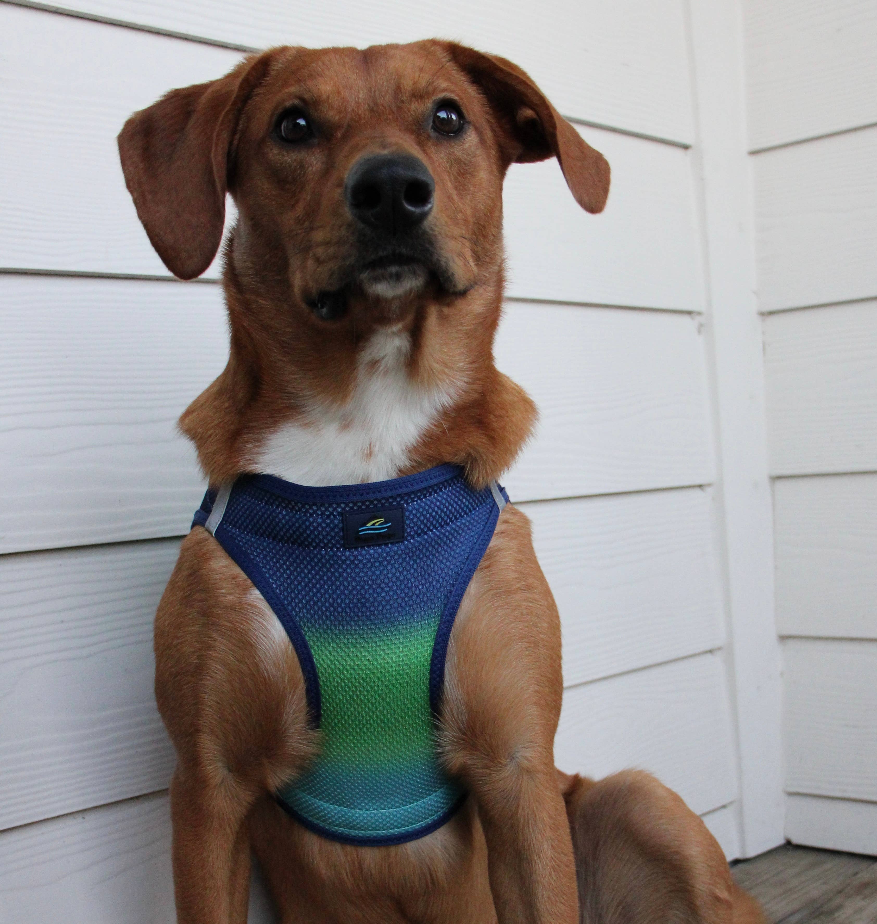 Doggie Design - Wholesale Pet Harness - Dog - American River Ombre Dog Harness - Northern Lights3