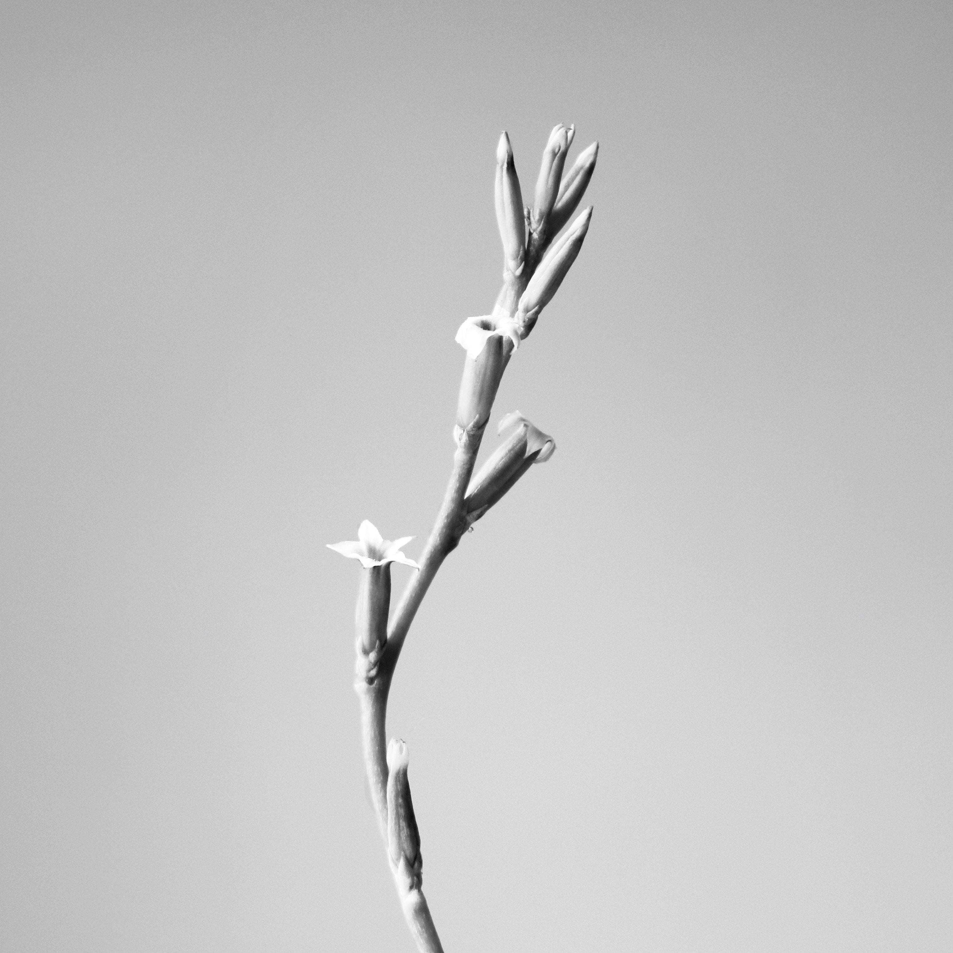 MIZU - Wholesale Jar/Filled Candle - Cardamom Flower Essential Oil Candle2