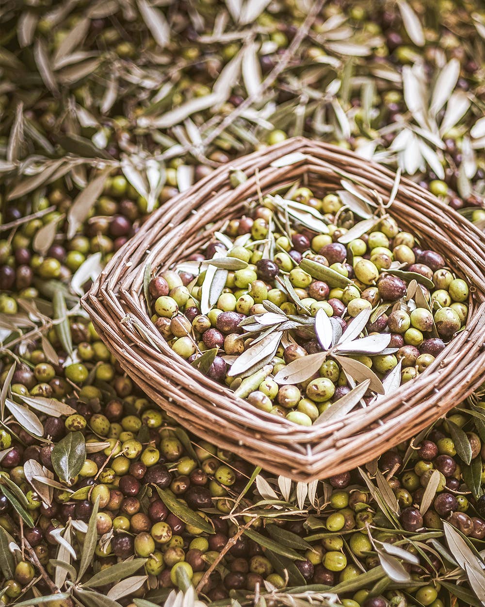 M5 Corporation - Wholesale Olive Oil - Black Truffle Infused EVOO - 8.5oz (250ml)4