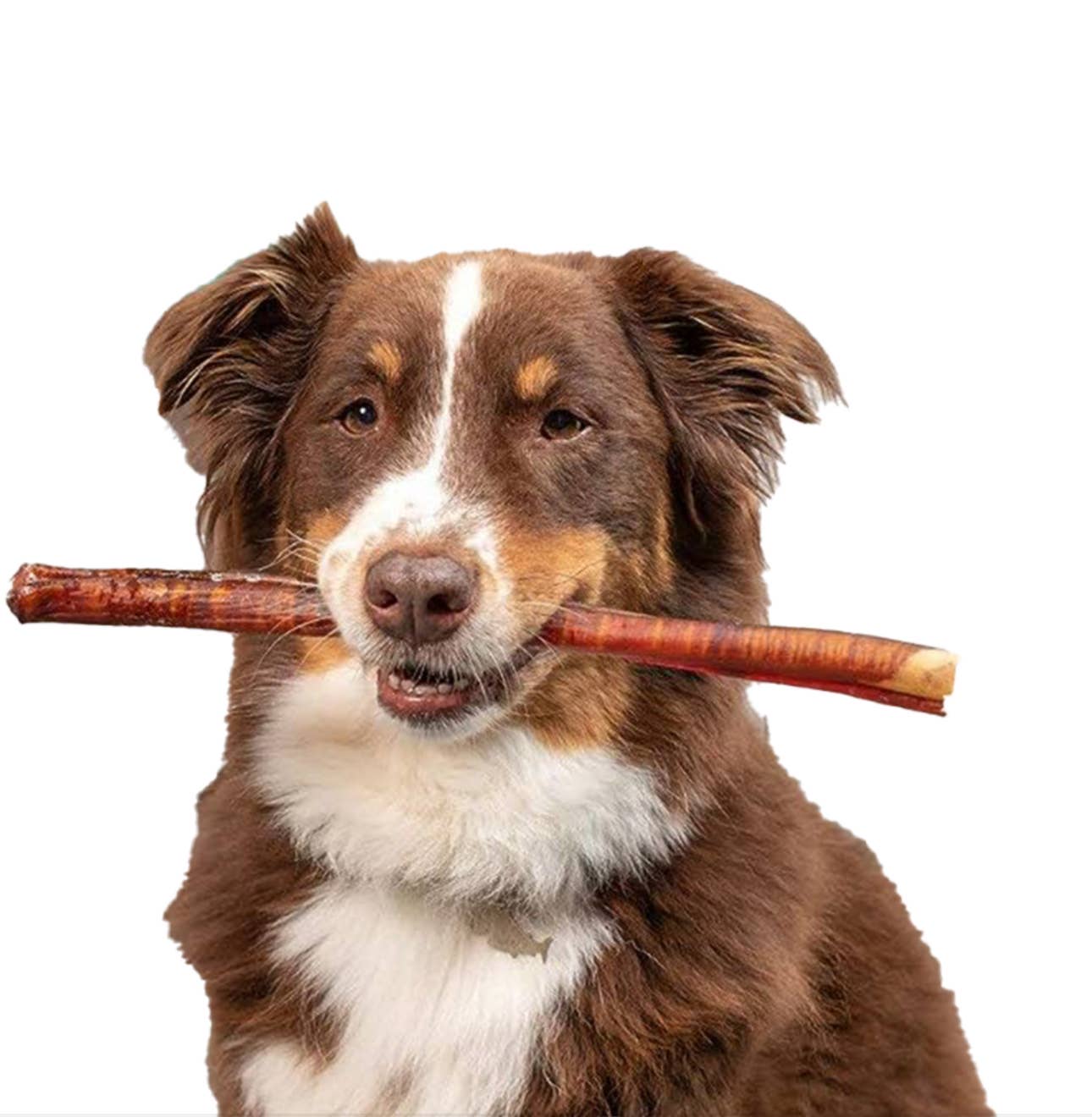 Chew Organics – Großhandel Leckerlis – Hund – 12'' Bully Stick Jumbo1
