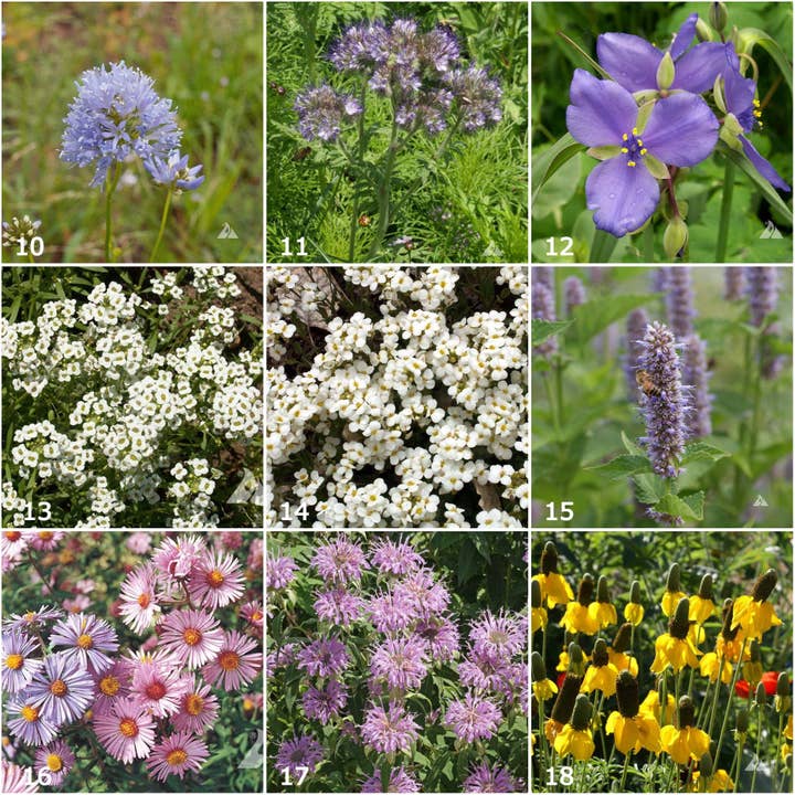 Potting Shed Creations, Ltd. - Wholesale Plant Seeds - Garden Sprinkles | Honeybee | Pollinators | Best Seller