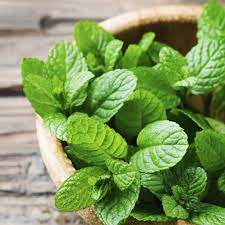 Calico Crafts – Großhandel Ätherisches Öl – Pfefferminze - reines ätherisches Öl