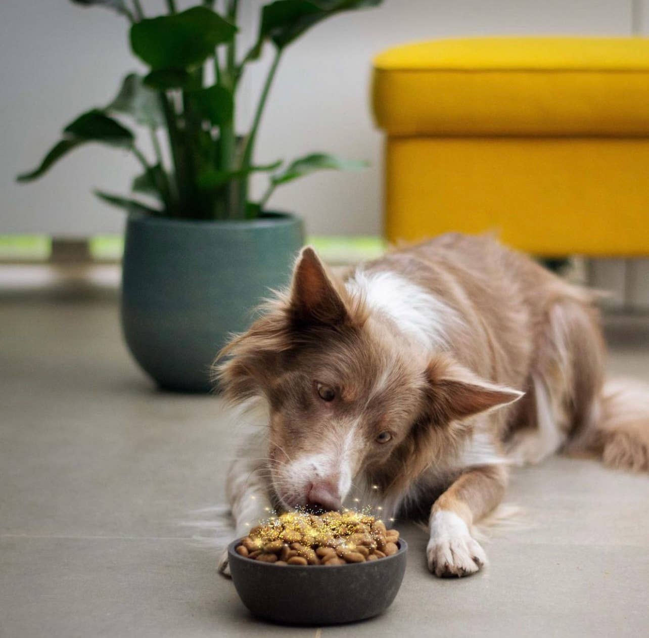 Live Pawsitive - Wholesale Pet Food - Dog - Super Food & Chicken dog and Cat Food Topper 12oz2