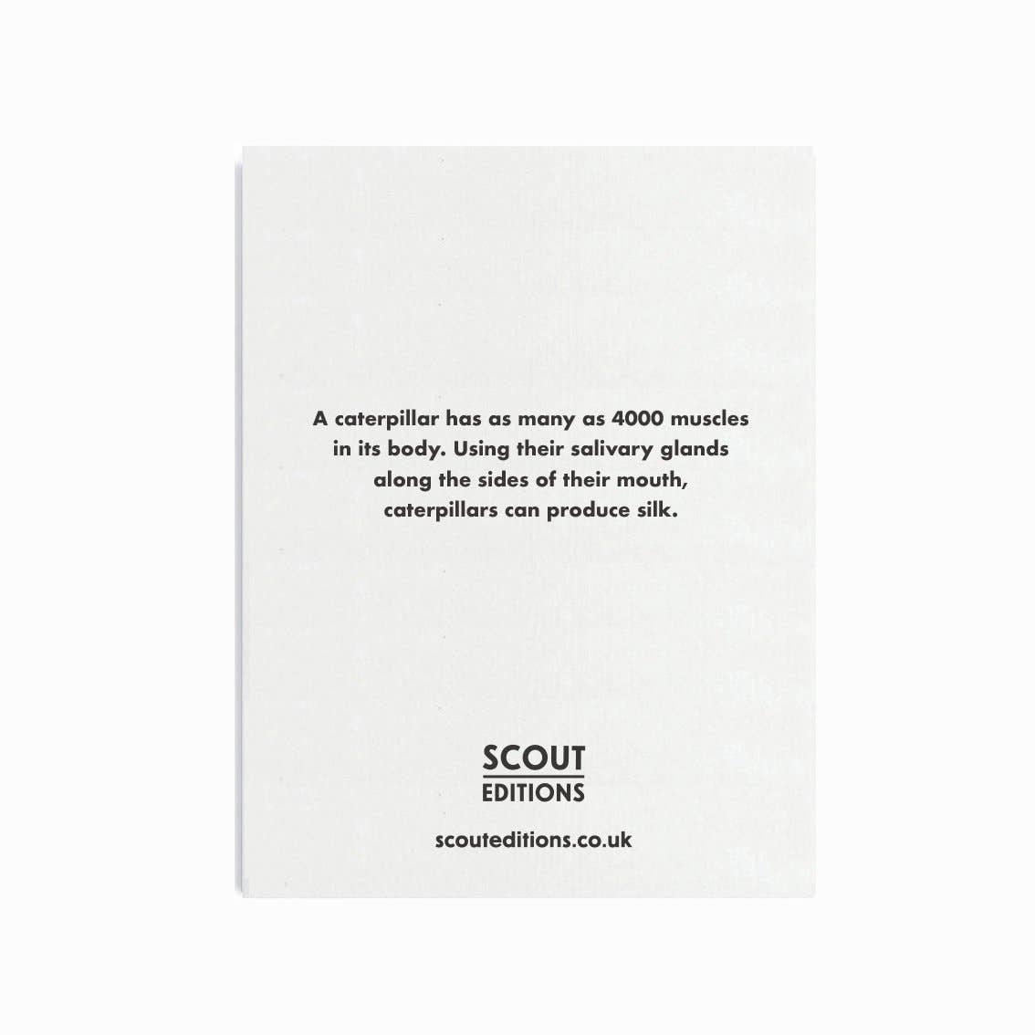 Scout Editions – wholesale Everyday greeting card – Caterpillar Mini Card1
