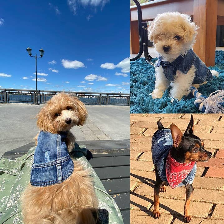 Furr-Baby Gifts - Wholesale Pet Sweater - Dog - Pet Dog Cat Blue Denim Jeans Jacket Coat Vest9