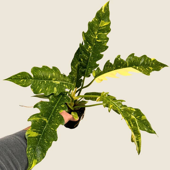 4" Philodendron Ring of Fire for wholesale by The Greenhouse Wholesale