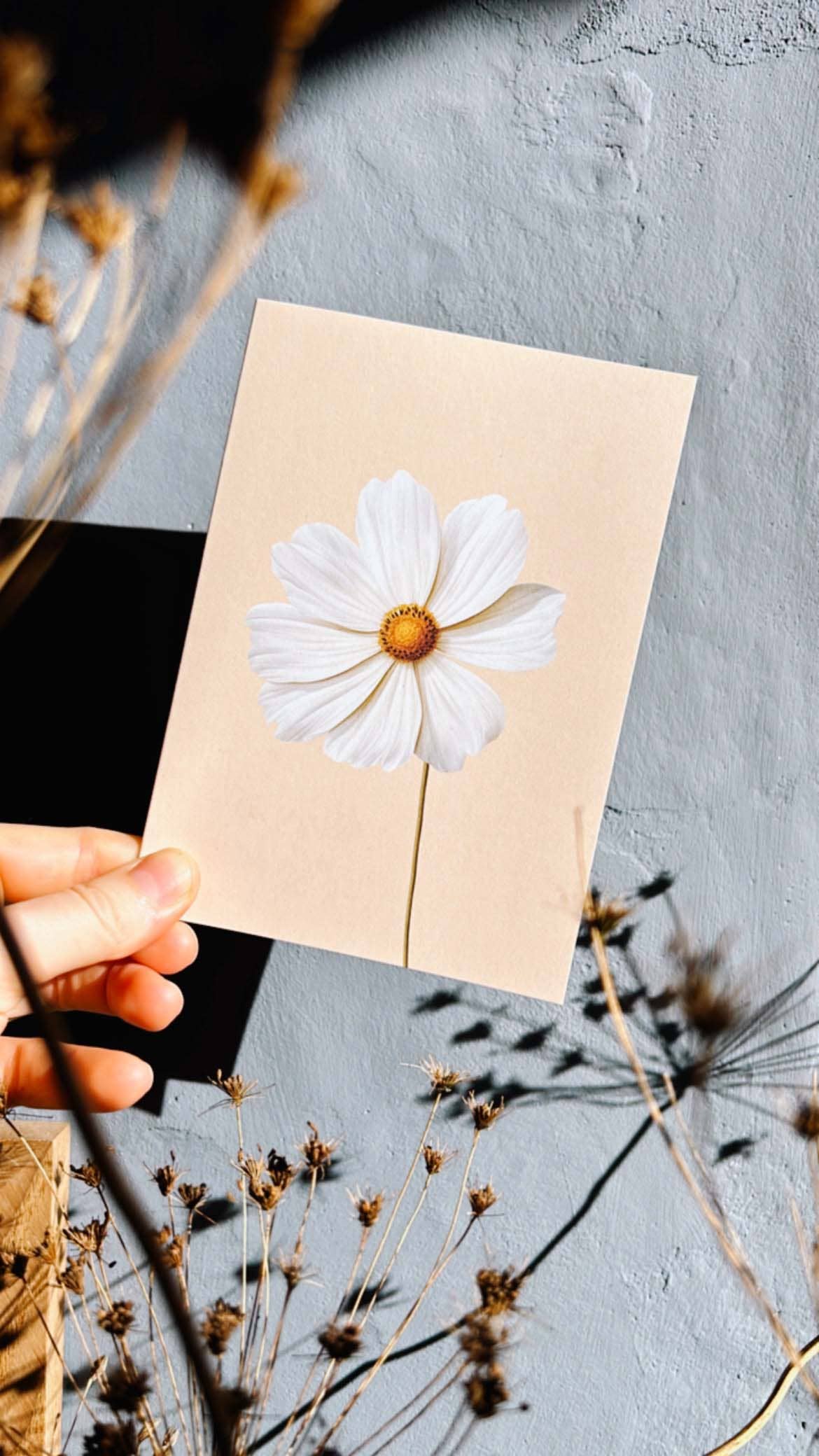 30x40 - Wholesale Everyday Greeting Card - Cosmea Greeting Card - Leporello Card1